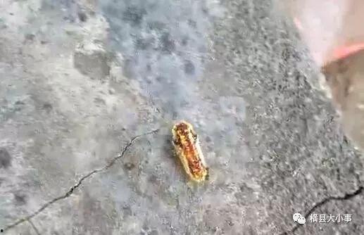 罗非鱼邻居爆料视频,揭秘水下生活点滴 第2张 罗非鱼邻居爆料视频,揭秘水下生活点滴 第2张